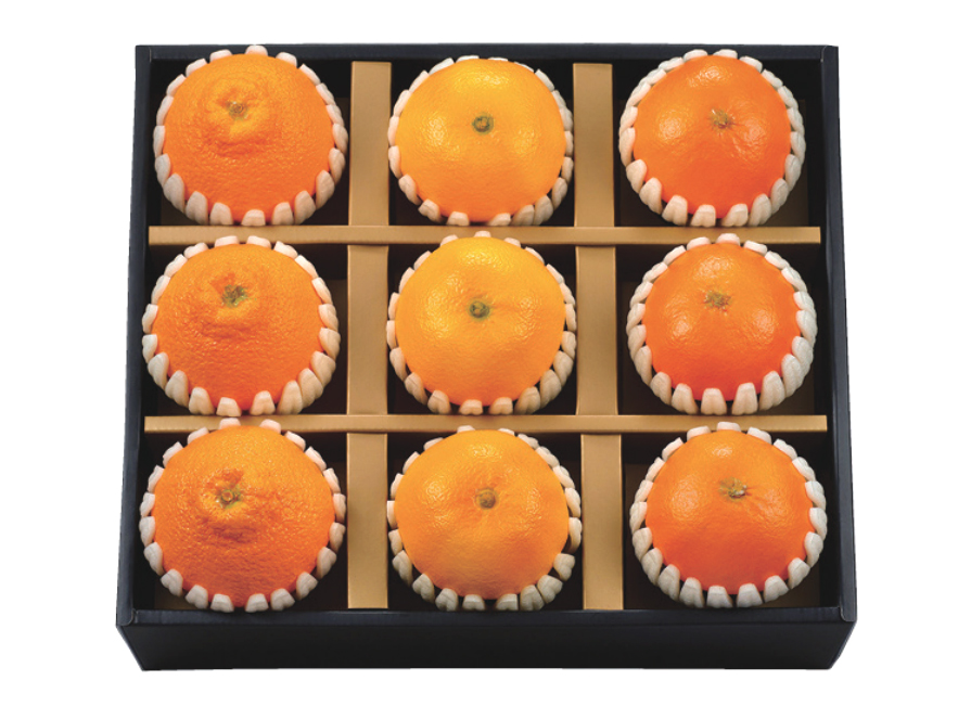 천애금수 제주 소담 세트