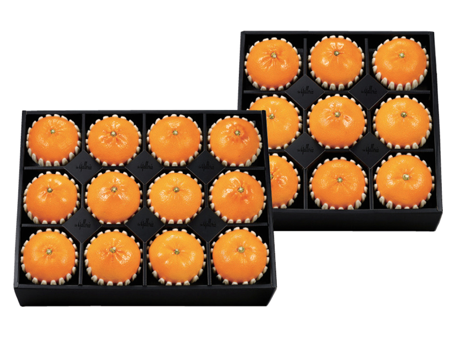 천혜향 세트 진(眞)