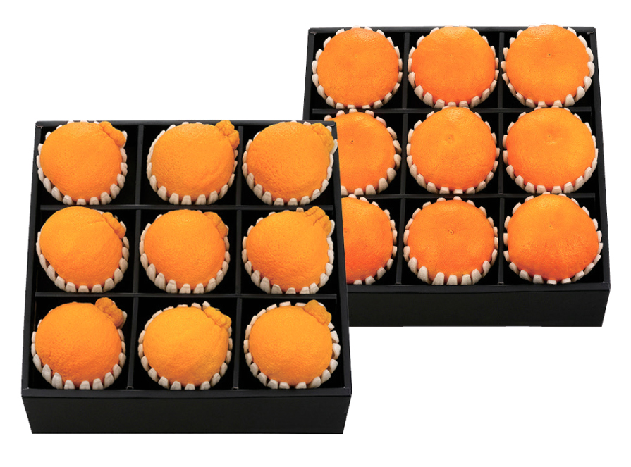 GAP 한라봉 세트